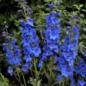 6 x Pied d'Alouette belladone 'Blue Bird' - Delphinium 'Blue Bird'  - godet 9cm x 9cm