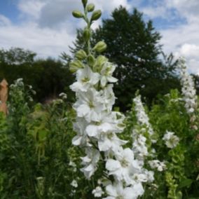 6 x Pied d'Alouette belladone 'Casablanca' - Delphinium 'Casablanca'  - godet 9cm x 9cm