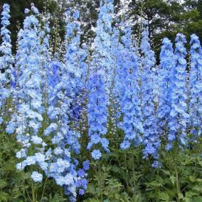 6 x Pied d'Alouette belladone - Delphinium 'Summer Skies'  - godet 9cm x 9cm