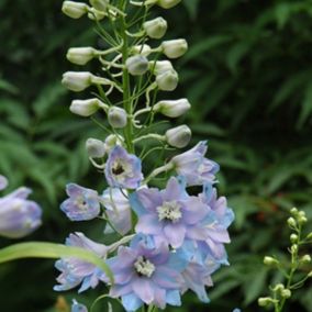 6 x Pied d'Alouette belladone 'Guinevere' - Delphinium 'Guinevere'  - godet 9cm x 9cm