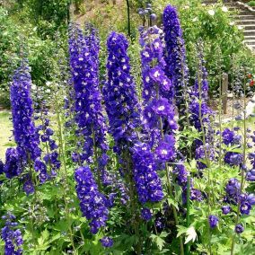 6 x Pied d'Alouette belladone 'King Arthur' - Delphinium 'King Arthur'  - godet 9cm x 9cm