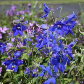 6 x Pied d'Alouette belladone 'Voelkerfrieden' - Delphinium 'Voelkerfrieden'  - godet 9cm x 9cm