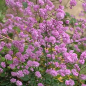 6 x Pigamon de Delavayi - Thalictrum delavayi 'Hewitt's Double'  - godet 9cm x 9cm