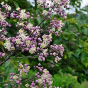 6 x Pigamon 'Elin' - Thalictrum 'Elin'  - godet 9cm x 9cm