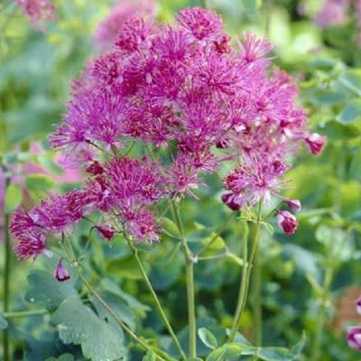 6 x Pigamon 'Thundercloud' - Thalictrum aquilegifolium 'Thundercloud'  - godet 9cm x 9cm