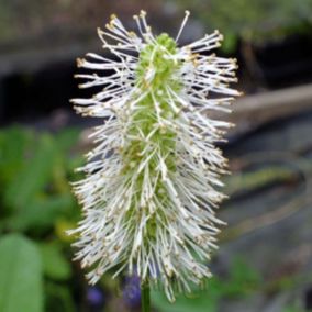 6 x Pimprenelle du Canada - Sanguisorba canadensis  - godet 9cm x 9cm