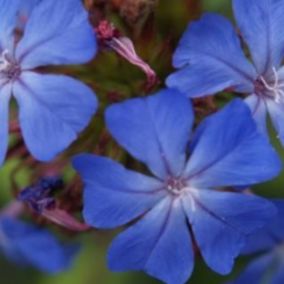 6 x Plumbago de Willmott - Ceratostigma Willmottianum  - godet 9cm x 9cm