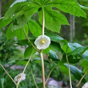 6 x Podophylle pelté - Podophyllum peltatum  - godet 9cm x 9cm