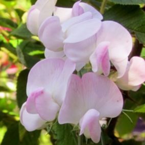 6 x Pois vivace 'Pink Pearl' - Lathyrus latifolius 'Pink Pearl'  - godet 9cm x 9cm