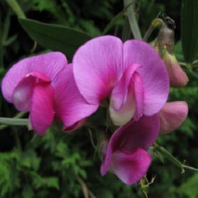 6 x Pois vivace 'Red Pearl' - Lathyrus latifolius 'Red Pearl'  - godet 9cm x 9cm