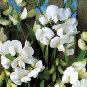 6 x Pois vivace 'White Pearl' - Lathyrus latifolius 'White Pearl'  - godet 9cm x 9cm