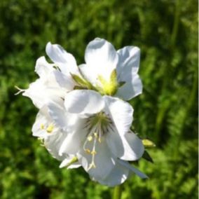 6 x Polémoine blanche, Échelle de Jacob - Polemonium caeruleum 'Album'  - godet 9cm x 9cm