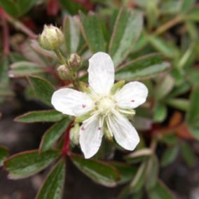 6 x Potentilla tridenta 'Nuuk' - Potentilla tridentata 'Nuuk'  - godet 9cm x 9cm