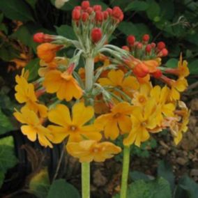 6 x Primevère candélabre - Primula bulleyana  - godet 9cm x 9cm