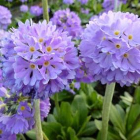 6 x Primevère denticulée - Primula denticulata 'Cachemiriana'  - godet 9cm x 9cm