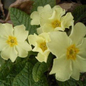 6 x Primevère des jardins - Primula vulgaris  - godet 9cm x 9cm