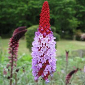 6 x Primevère des marais - Primula vialii  - godet 9cm x 9cm