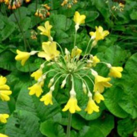 6 x Primevère du Tibet - Primula florindae  - godet 9cm x 9cm