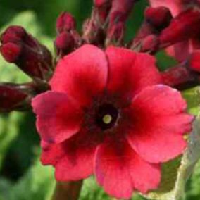 6 x Primevère Japonaise - Primula japonica 'Miller's Crimson'  - godet 9cm x 9cm