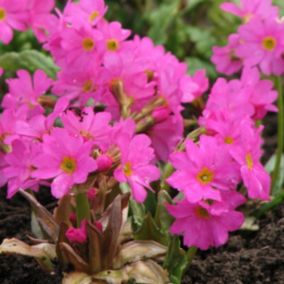 6 x Primevère rose - Primula 'Rosea'  - godet 9cm x 9cm