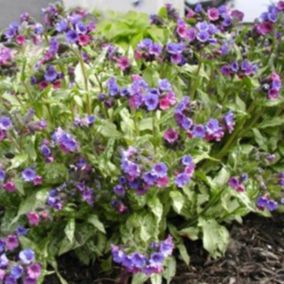 6 x Pulmonaire 'Smokey Blue' - Pulmonaria 'Smokey Blue'  - godet 9cm x 9cm