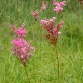 6 x Reine des près - Filipendula purpurea  - godet 9cm x 9cm