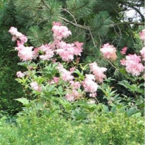 6 x Reine des près - Filipendula rubra 'Venusta'  - godet 9cm x 9cm