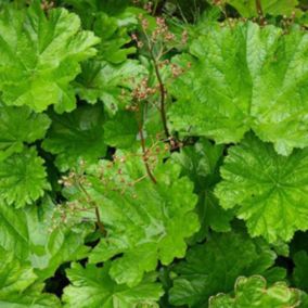 6 x Rhubarbe Indienne - Darmera peltata  - godet 9cm x 9cm