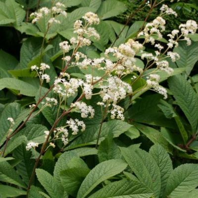 6 x Rodgersia à feuilles de sureau - Rodgersia Sambucifolia  - godet 9cm x 9cm