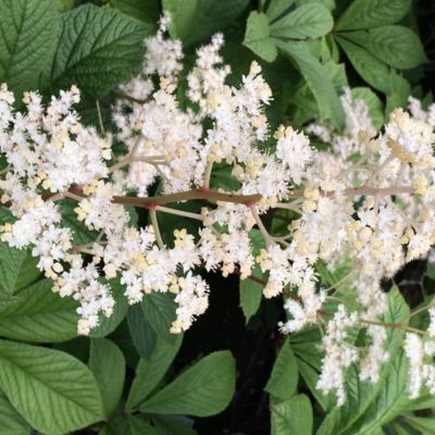 6 x Rodgersia à feuilles de sureau - Rodgersia Sambucifolia  - godet 9cm x 9cm