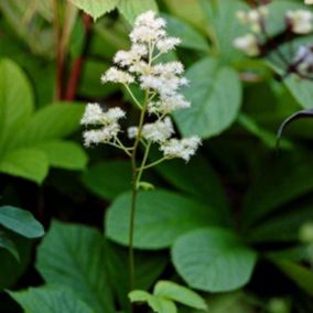 6 x Rodgersia à feuilles - Rodgersia aesculifolia  - godet 9cm x 9cm