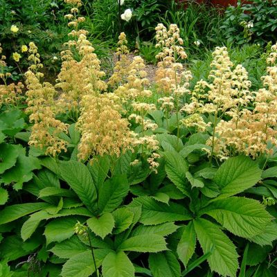 6 x Rodgersia pinnata - godet 9cm x 9cm