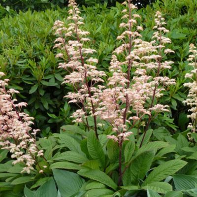 6 x Rodgersia pinnata - godet 9cm x 9cm