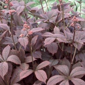 6 x Rodgersia pinnata - Rodgersia pinnata 'Braunlaub'  - godet 9cm x 9cm