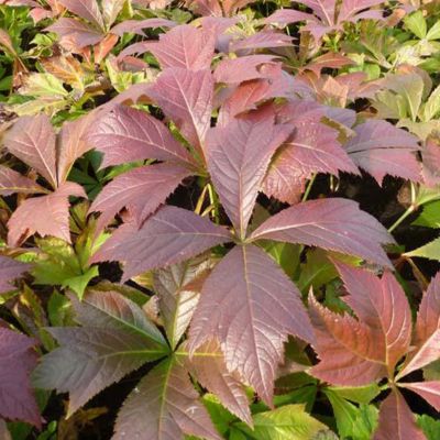 6 x Rodgersia pinnata - Rodgersia pinnata 'Braunlaub'  - godet 9cm x 9cm
