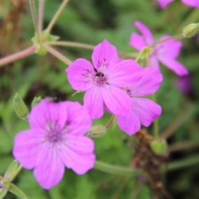 6 x Érodium de Manesceau - Erodium manescavii  - godet 9cm x 9cm