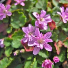 6 x Érodium 'Flore Pleno' - Erodium variabile 'Flore Pleno'  - godet 9cm x 9cm