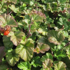 6 x Ronce 'Betty Ashburner' - Rubus 'Betty Ashburner'  - godet 9cm x 9cm