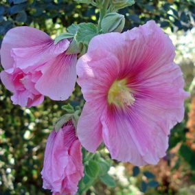 6 x Rose trémière 'Rosea ' - Alcea rosea 'Rosea'  - godet 9cm x 9cm