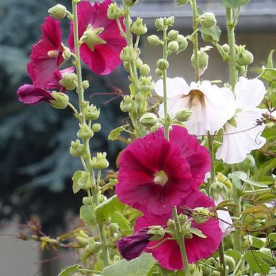 6 x Rose trémière 'Simplex' - Alcea rosea 'Simplex'  - godet 9cm x 9cm