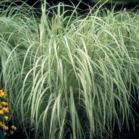 6 x Roseau de Chine 'Variegatus' - Miscanthus sinensis 'Variegatus'  - godet 9cm x 9cm