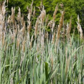 6 x Roseau panaché - Phragmites australis  - godet 9cm x 9cm