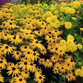 6 x Rudbeckia fulgida deammi - Rudbeckia fulgida deamii  - godet 9cm x 9cm