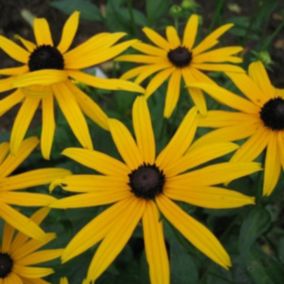 6 x Rudbeckia fulgida 'Goldsturm' - Rudbeckia fulgida 'Goldsturm'  - godet 9cm x 9cm