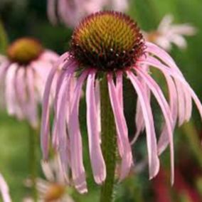 6 x Rudbeckia pallida - Echinacea pallida  - godet 9cm x 9cm