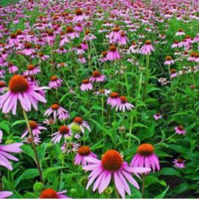 6 x Rudbeckia pourpre - Echinacea purpurea  - godet 9cm x 9cm