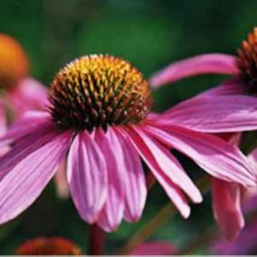 6 x Rudbeckia pourpre - Echinacea purpurea 'Leuchtstern'  - godet 9cm x 9cm