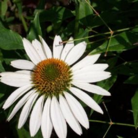 6 x Rudbeckia pourpre - Echinacea purpurea 'White Swan'  - godet 9cm x 9cm