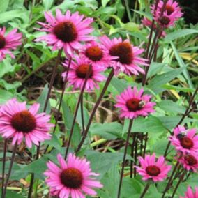 6 x Rudbeckia pourpre 'Fatal Attraction' - Echinacea purpurea 'Fatal Attraction'  - godet 9cm x 9cm