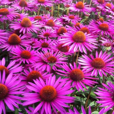 6 x Rudbeckia pourpre 'Pica Bella' - Echinacea purpurea 'Pica Bella'  - godet 9cm x 9cm